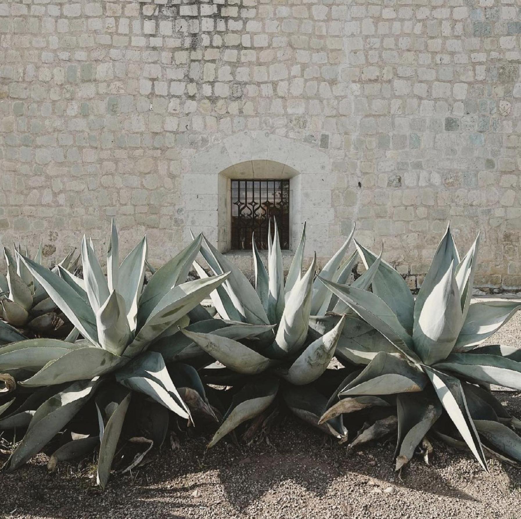 Oaxaca Casa Bonita Hotel & Cocina מראה חיצוני תמונה